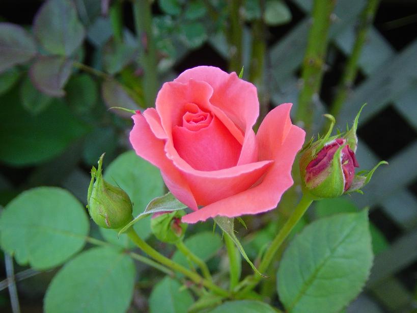 dsc04307.jpg