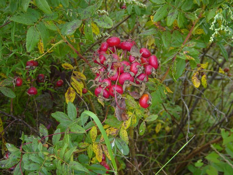 dsc00159.jpg