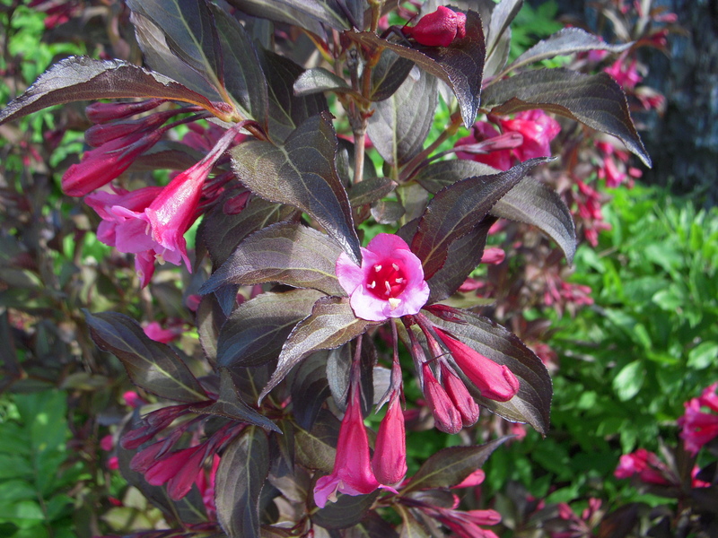 dscn2201.jpg