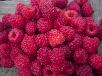 Red Raspberries