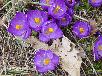 The crocuses open