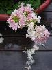 Verbena in the Rain