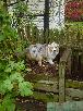 helping with the compost