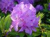 dsc09884.jpg