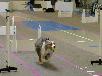 First Flyball tourney
