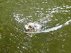 Swimming in Trudy's Pond