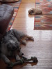 Puppies at Rest