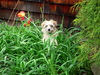 Moppet in the tulips