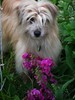 Amongst the Sweet Pea