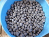 Blueberries