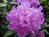 Rhododendron