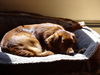 On the dog bed